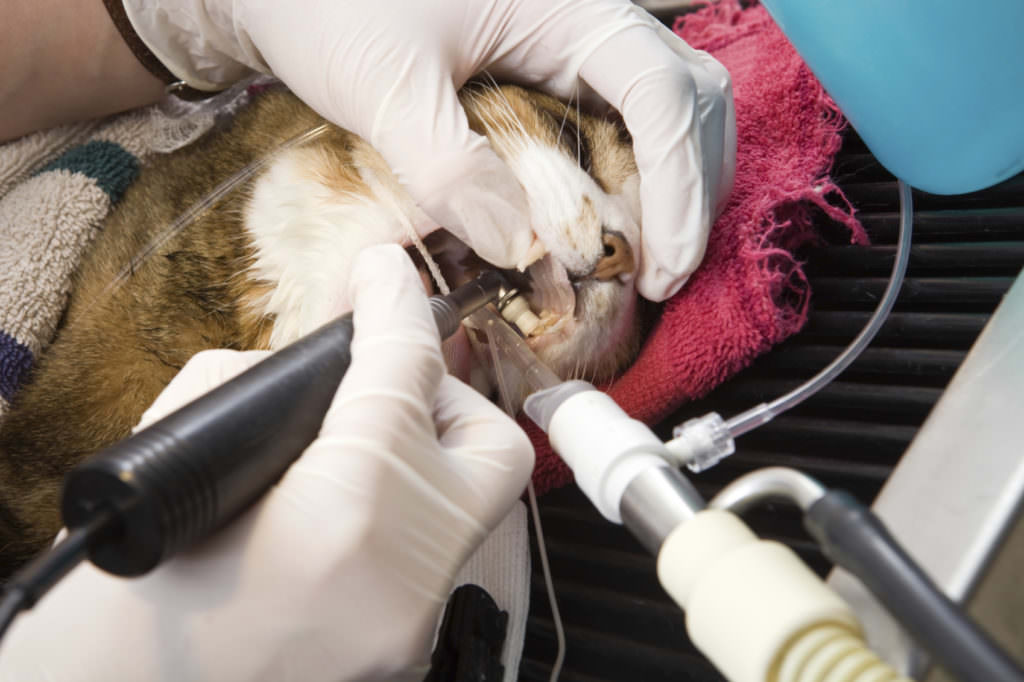 Why You Should Invest In Your Cat’s Dental Cleaning An Inside Look