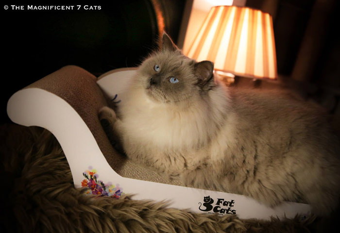iheart cats 16 Feb Prince on chaise