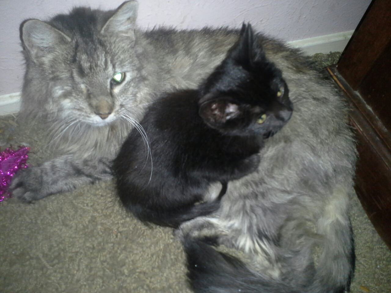 Serena and foster kitten