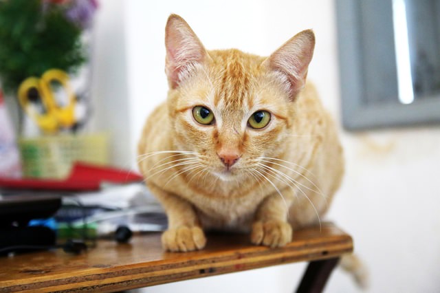 Спросите ветеринара:5 вещей, которые должен иметь каждый владелец кошки