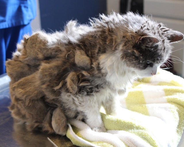  Mysterious Animal In Road Turns Out To Be A Matted Senior Cat 