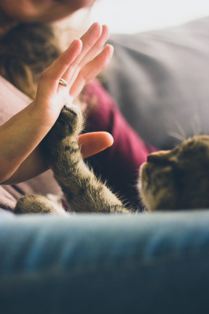 5 sätt att stärka ditt band med din katt