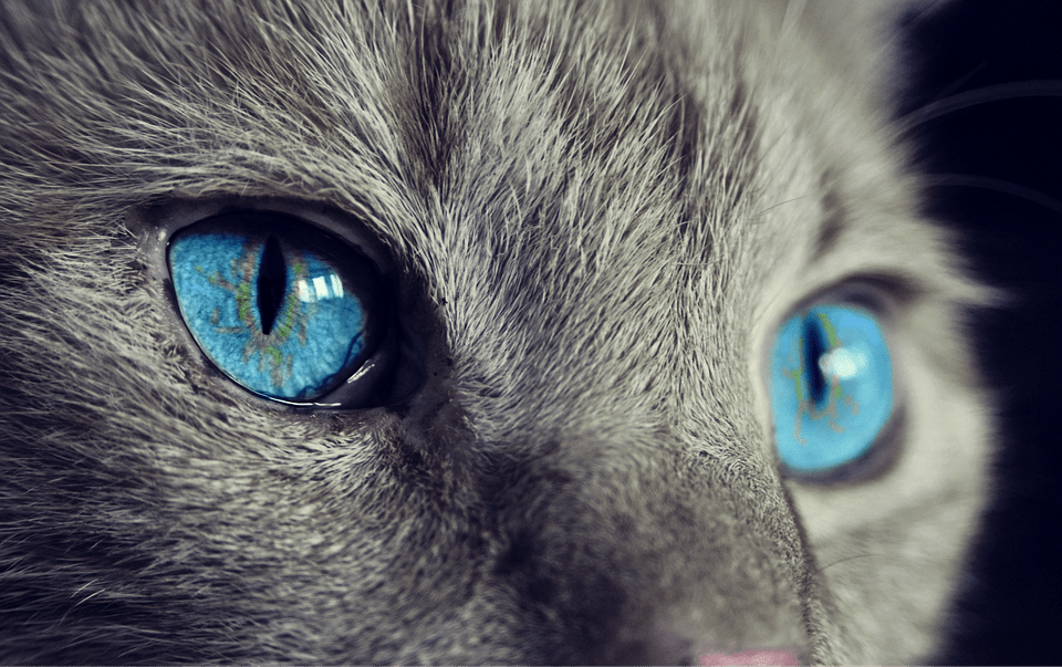 Ask A Vet: What Is Wrong With My Cat's Eye?