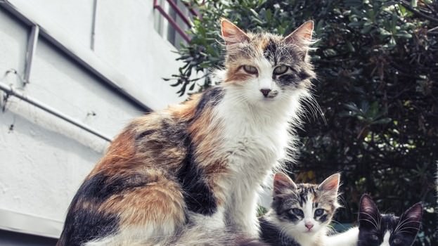 От ветеринара:5 малозаметных признаков болезни почек у кошек