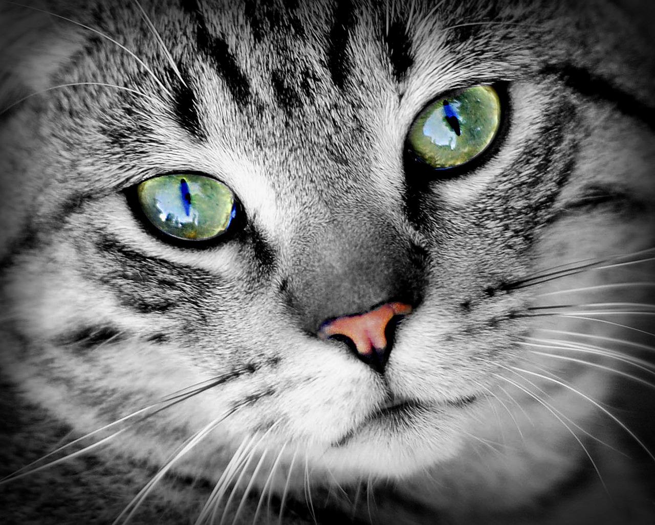 From The Vet 3 Things You Need To Know About Your Cat's Eyes