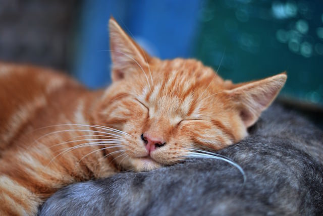 15 Clever Names For Your Ginger Cat - iHeartCats.com