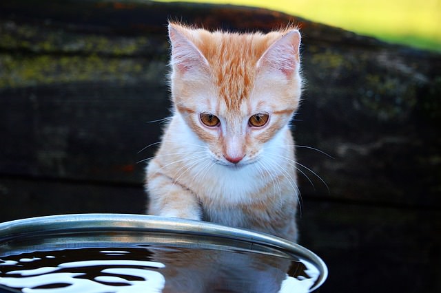 6 Reasons Cats Drink From The Faucet Shower