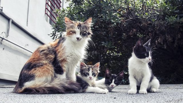Rozdíl mezi divokými a toulavými kočkami – a co můžete dělat
