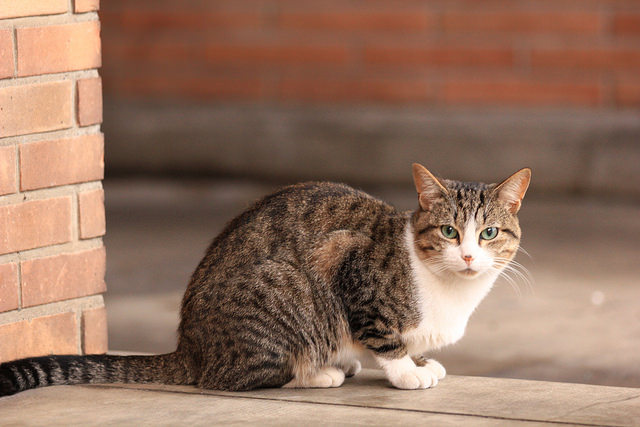 10 Steps To Follow If Your Cat Goes Missing