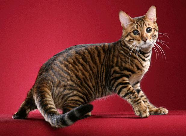 7 Most Popular Hybrid Cat Breeds