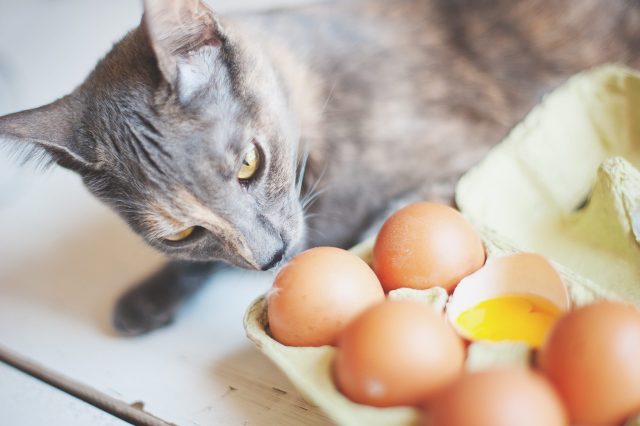 can cats eat eggs?