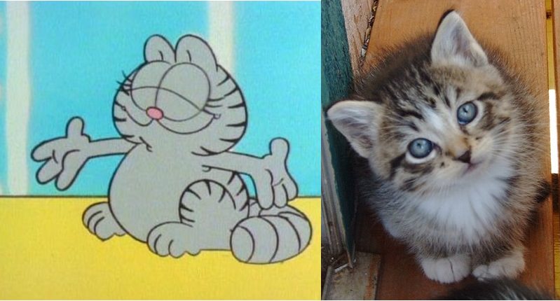 Cartoon Cat Pictures Real Life - Little Kitten My Favorite Cat In Real ...