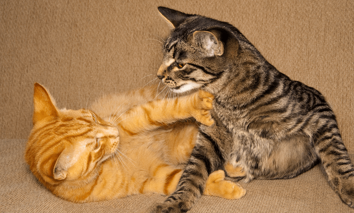 8 Reasons Your Cat Needs a Buddy | iHeartCats.com