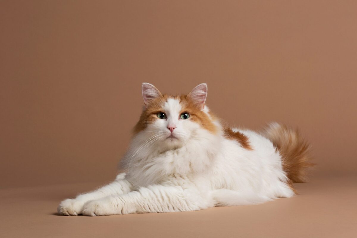 A large Turkish Van standing confidently with a bright expression and distinctive colored markings on the head and tail.
