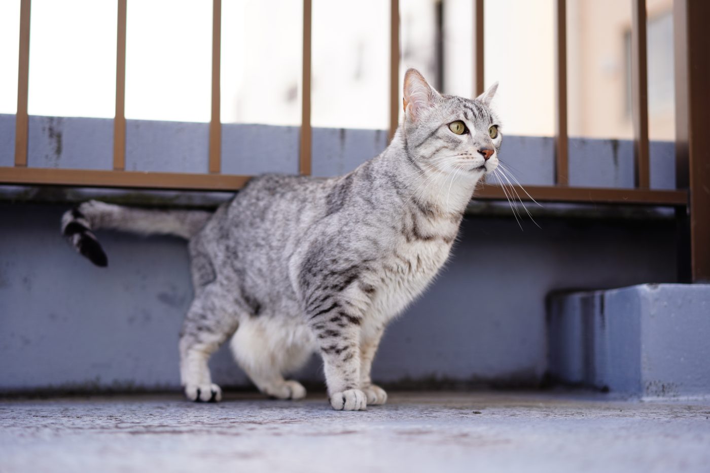 An Egyptian Mau Cat with natural dark spots, large green eyes, and an alert stance among woodland plants.