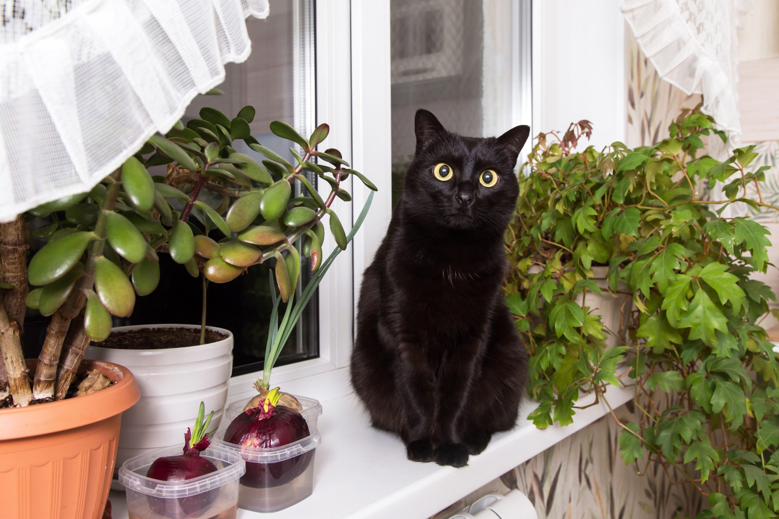 A sleek black Bombay Cat resting against their owner's arm with bright copper eyes.