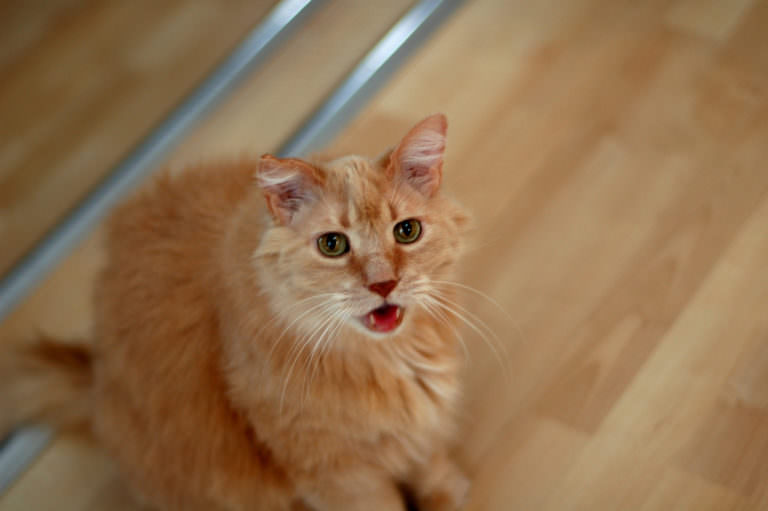 10 Most Common Bad Kitty Behaviors