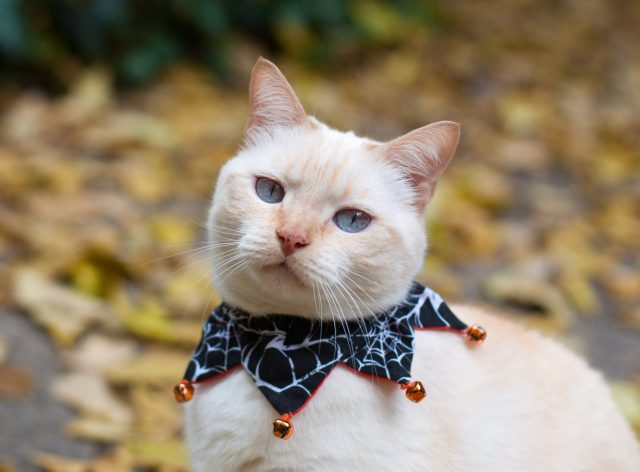 Halloween safety for cats