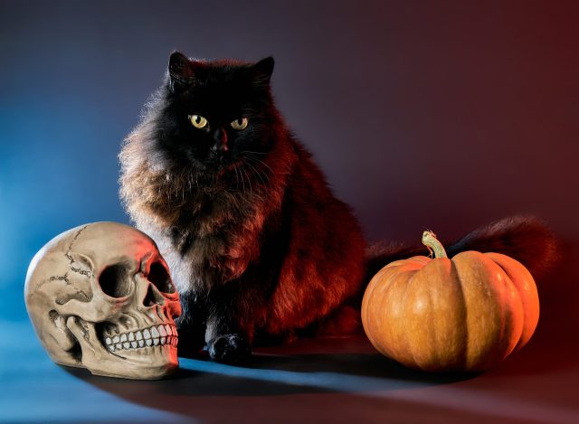 Halloween safety for cats