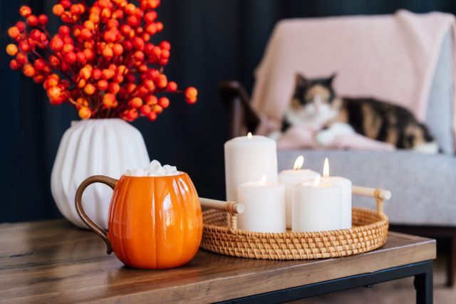 Halloween safety for cats