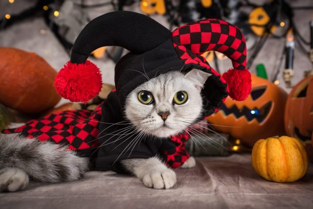 Halloween costume for cat