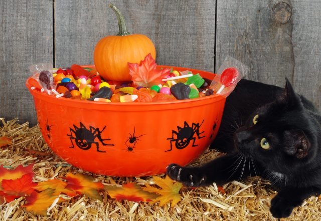 Halloween safety for cats