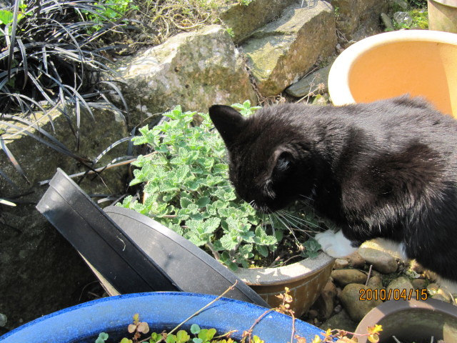 10 Ways to Thank Your Cat | iHeartCats.com