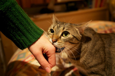 biting