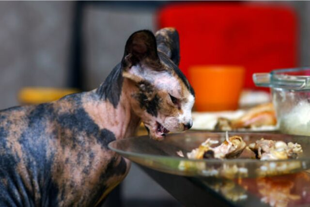 comida peligrosa de acción de gracias para gatos