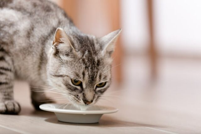mala comida de acción de gracias para gatos