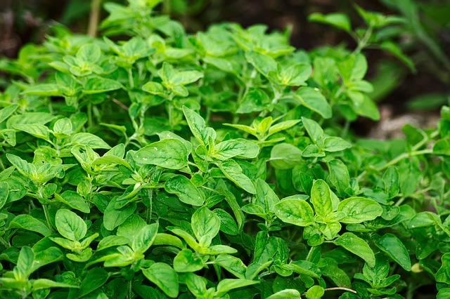 oregano g3fe21f050 640