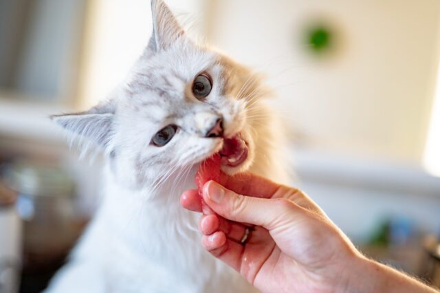 mala comida de acción de gracias para gatos