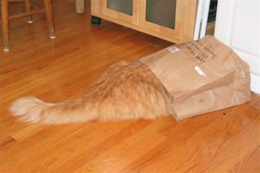 cat chewing on plastic bag