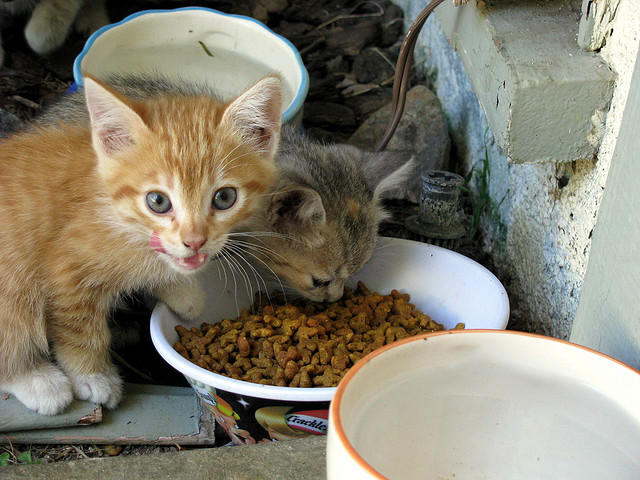 10 Ways To Help Stray Cats This Winter
