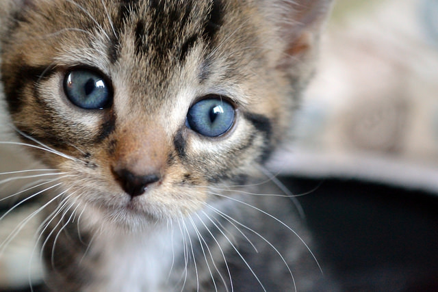 7 Reasons Why We Secretly Wish Our Cats Stayed Kittens Forever