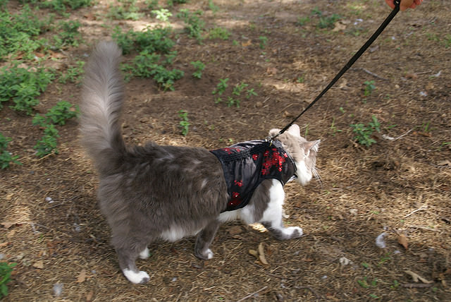 How To Train Your Cat To Walk On A Leash