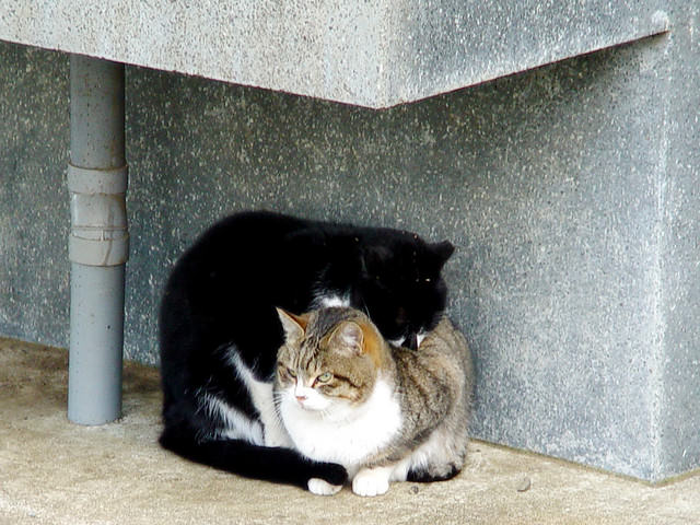 10 Ways To Help Stray Cats This Winter