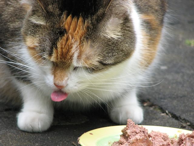 My cat wont eat best sale her food