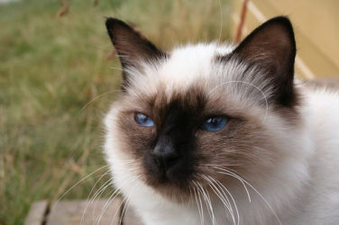 The 10 Most Energetic Cat Breeds