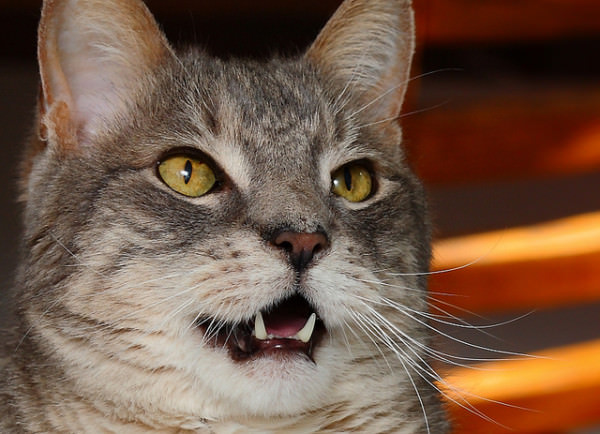 5 Things You Need To Know About Caring For Your Cat’s Teeth