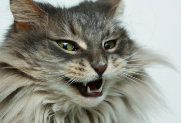 7 Grooming Tips For Long-haired Cats