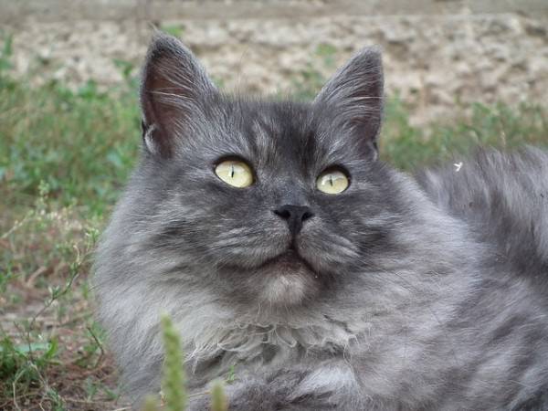 10 Hypoallergenic Cat Breeds