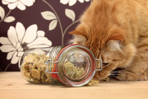 easy cat treats