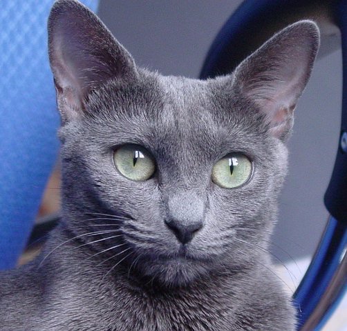 5 Things You Didn't Know About The Russian Blue
