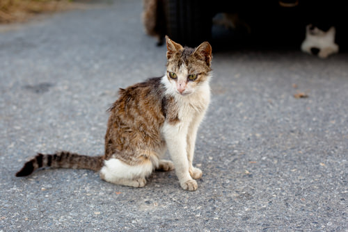 10 Symptoms Of Feline Immunodeficiency Virus (FIV ...