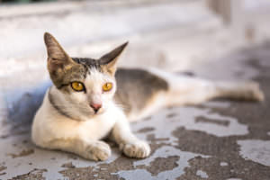 10 Symptoms Of Feline Kidney Disease