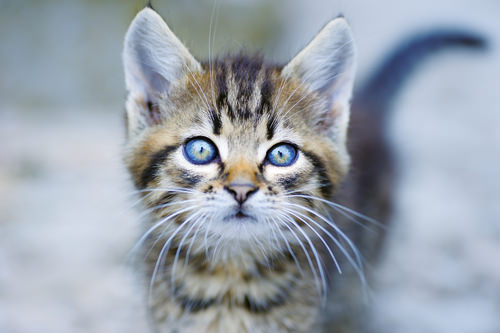 10 Fun Facts About Kittens