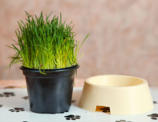 8 Natural Alternatives to Common Cat Products