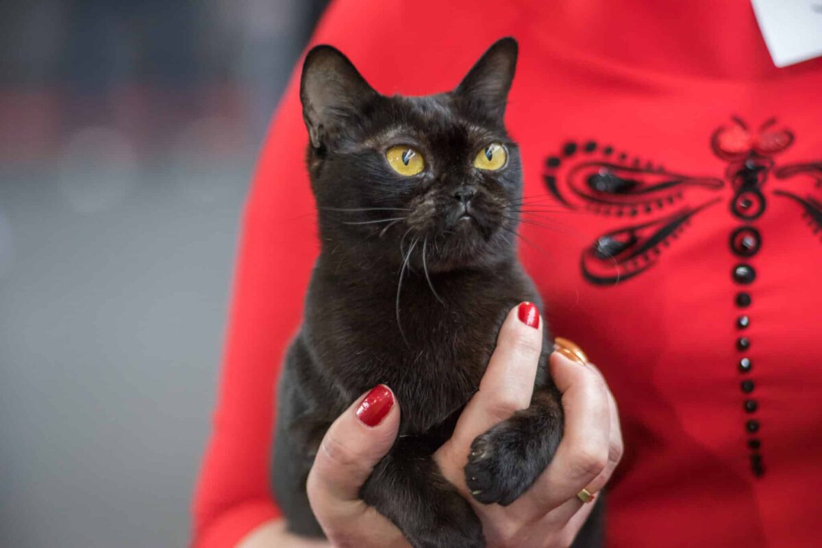 A sleek Bombay Cat showing the devoted personality behind their affectionate companionship.