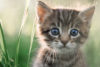 10 Fun Facts About Kittens!